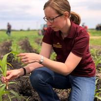 Dr. Wilson in a corn field, examining a plant from a research plot.