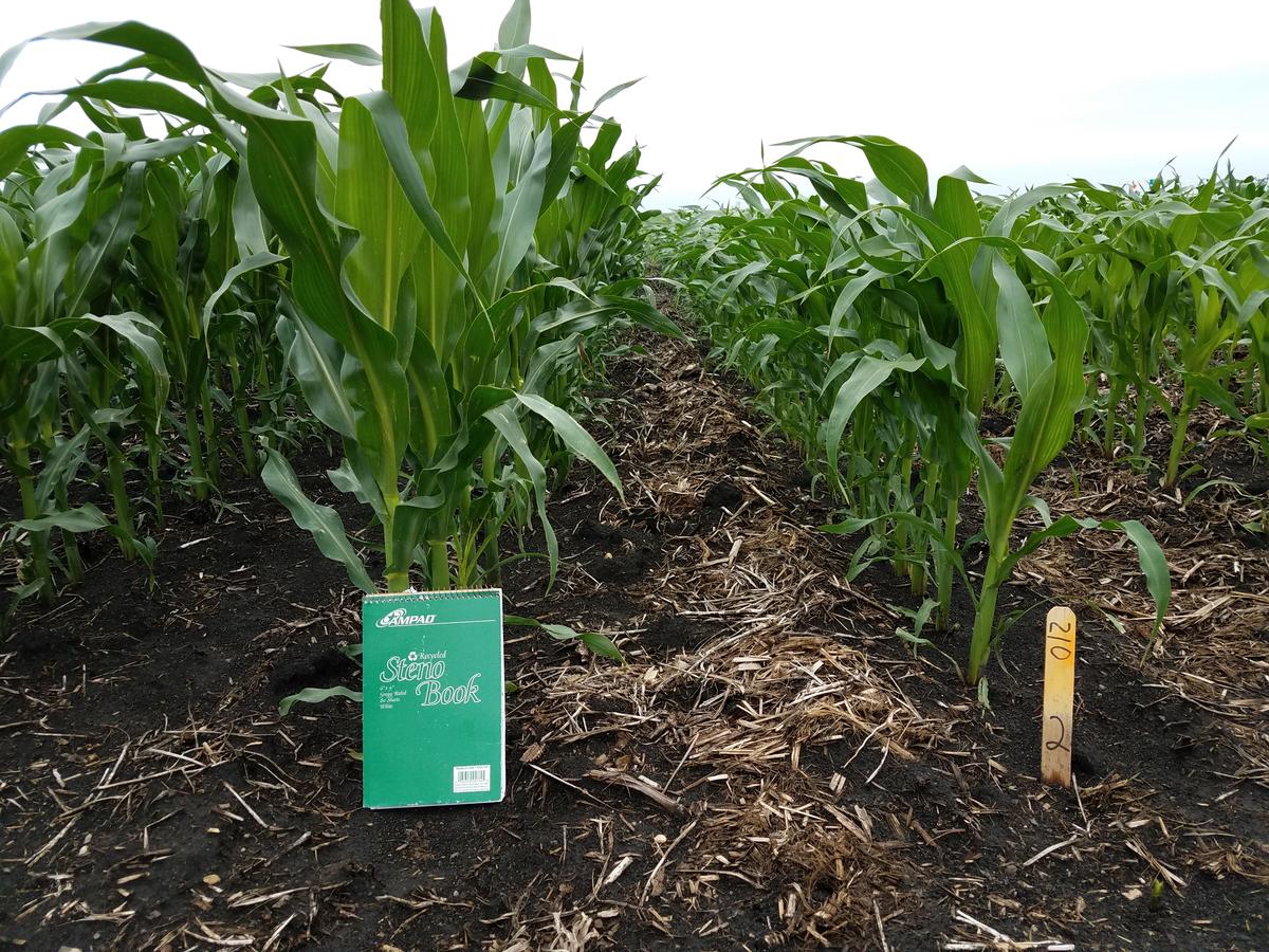 Corn side by side. On the left it is taller and was fertilized by turkey litter. On the right it is smaller and was fertilized by bedded beef pack.