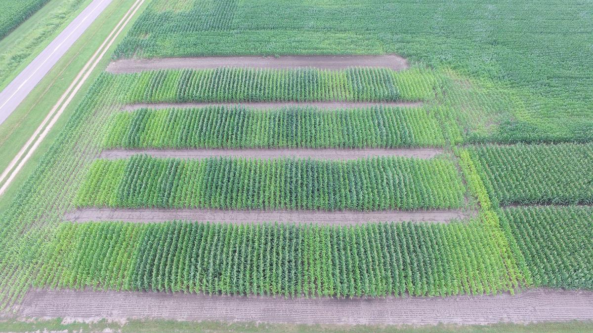 A aerial photo of the nitrogen and phosphorus study at Lamberton in 2018.